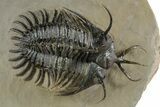 Short-Fork Walliserops Hammi Trilobite - Foum Zguid, Morocco #350488-3